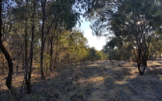 Rutherglen-Carlyle-Bushland-Reserve-Walking-Tracks-1